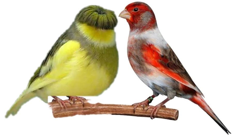 Arlequim Português de manchas vermelhas sobre fundo branco.