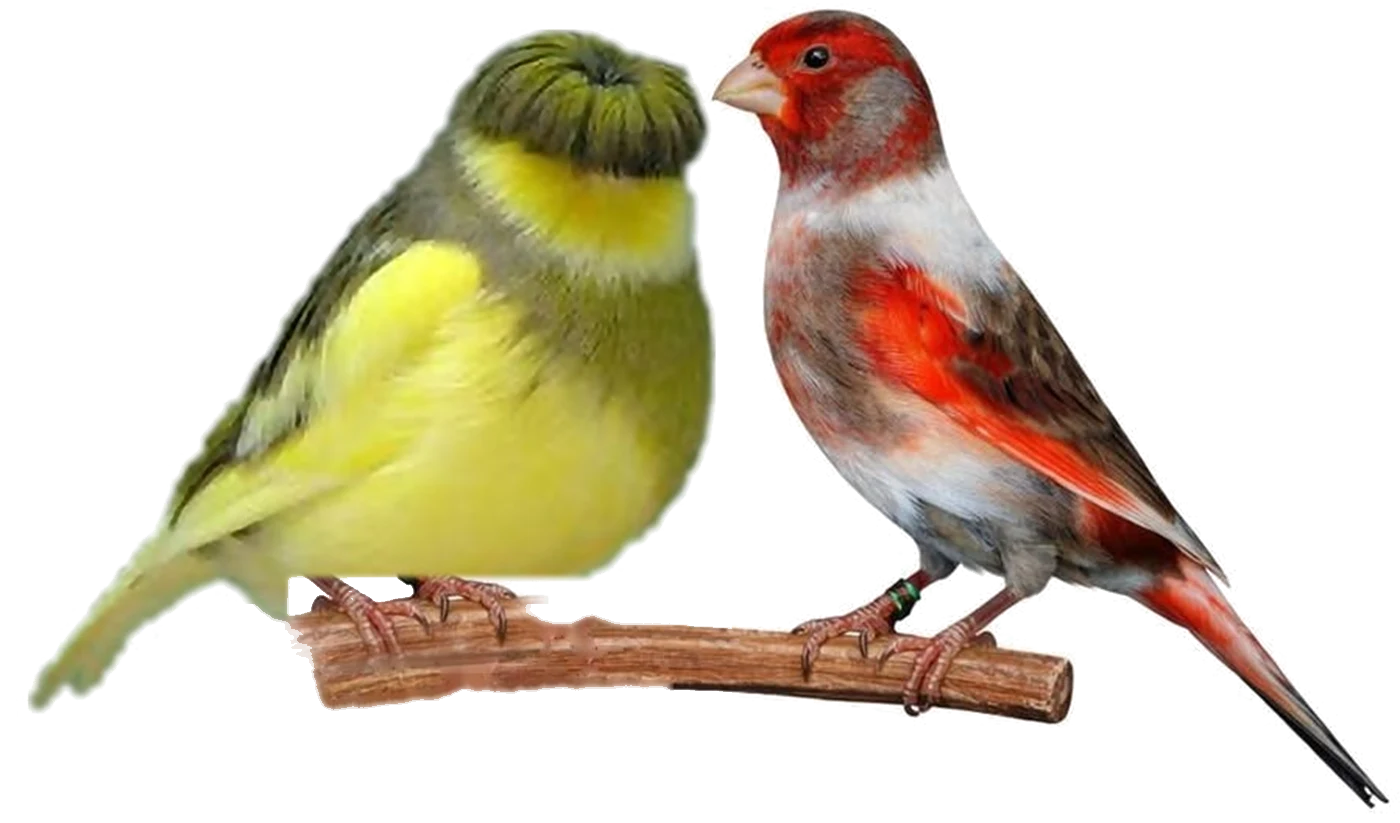 Um Gloster Corona amarelo e verde ao lado de um Arlequim Português vermelho e branco, pousados num ramo.