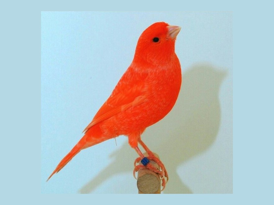 Ave de plumagem vermelho-alaranjada viva, de frente sobre um poleiro de madeira
